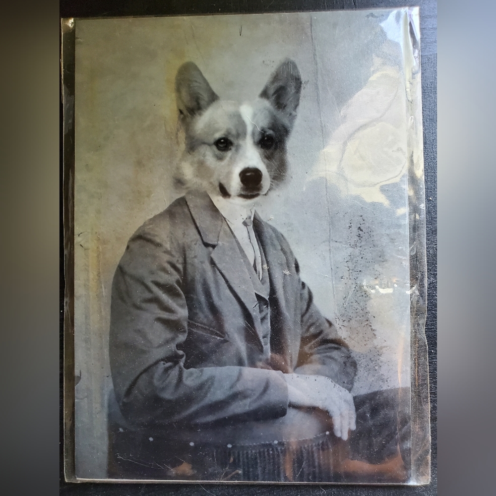 Corgi Antique pet photo